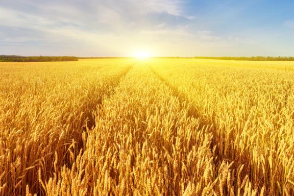 landscape with tractor road in wheat field